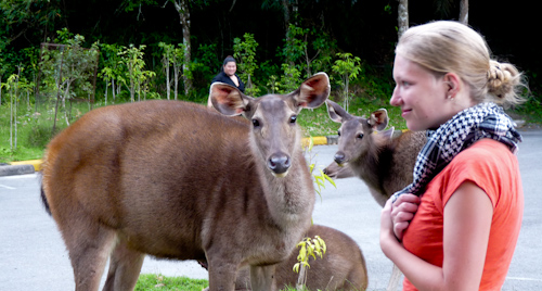 khao_yai_wildlife1